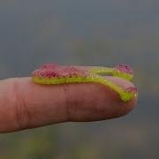 Micro Frog Fishing Challenge