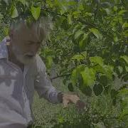 How To Thin Fruit Trees For A Larger Crop Apples And Pears
