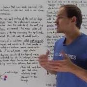 Bacterial Cell Envelope Gram Positive And Gram Negative Bacteria