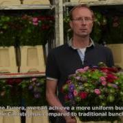 Bercomex Furora Processes Summer Flowers At Steenwijk Abbenes