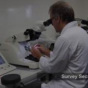 Tissue Preparation For Electron Microscopy