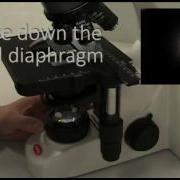 Setting Up A Compound Microscope For Kohler Illumination