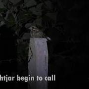 Calls Of Indian Nightjar It Begin To Call Changed Location Called Again Near Nagpur Oct 2023