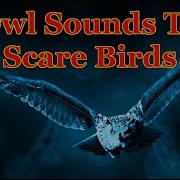 Owl Noises To Scare Birds 1 Hour