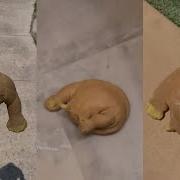 Dropping A Monkey It Is So Much Fun
