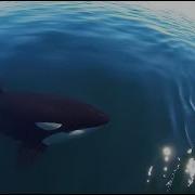 Unique Orca Encounter In The Sea Of Cortez Bahia De Los Angeles Mexico