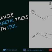 Visualize ANY Phylogenetic Trees Using ITOL Bioinformatics For Beginners