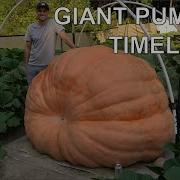 2480 Lb Giant Pumpkin Timelapse Aka Bear Swipe Winner Of Topsfield Fair