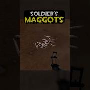 SOLDIERS MAGGOTS Tf2 WeRuined Tf2memes Sfm Memes