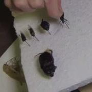 How To Pin Insects Part 1