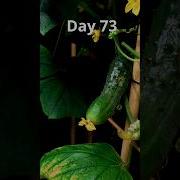 83 Days In Under 1 Minute Growing A Cucumber From Seed To Harvest Timelapse Timelapse Gardening