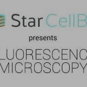 Fluorescence Microscopy Animation