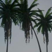 Palm Trees Wind Animation Test In Unreal ENgine