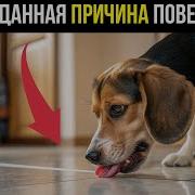 НИКОГДА не игнорируйте если собака лижет пол Вот что это ЗНАЧИТ