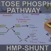 Pentose Phosphate Pathway Hexose Monophosphate Shunt