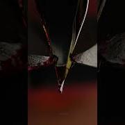 Biting Off A Fountain Pen In Macro Urday Satisfy