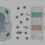 The Cell Membrane Plasma Membrane Structure Function And Components