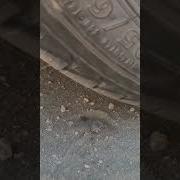 Crushing The World S Biggest Tick With A Car Shorts