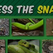 Guess The Snake Quiz 33 Snakes Can You Name Them
