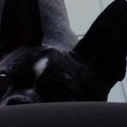 FINALS WEEK A FURRY DISTRACTION FOR YOU