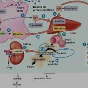 Red Blood Cell Life Cycle