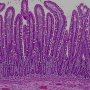 From Biopsy To Microscopy Tissue Processing For Light Microscopy