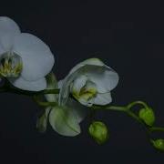 Free Stock Footage Of Blooming Flower Timelapse
