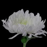 Chrysanthemum Blooming Time Lapse
