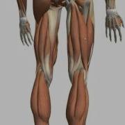 SPEED Muscles Of The Thigh Part 3 Posterior Compartment