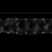 Wavefront Propagation By Competing Oscillators In Plasmodial Sheet