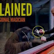 Card Through Glass EXPLAINED By A Professional Magician