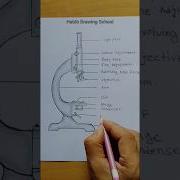 Microscope Drawing Microscopedrawing Shorts Biology
