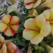 Spring Trials 2016 Crazytunias