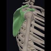 Acromion