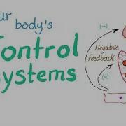 Feedback Mechanisms Your Body S Control Systems Physiology