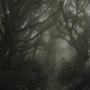Ancient Forest Same Old Trail