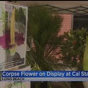Giant Corpse Flower About To Bloom At Cal State Long Beach