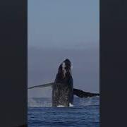 The Name Of This Whale Is Angel Wings Wildlife Drone Funny Wildlife Wildlifephotography Tail