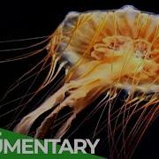Vicious Beauties The Secret World Of The Jellyfish Free Documentary Nature