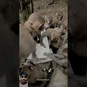 This Monkey Is Very Funny Tool Shorts Trendingshorts Viralshorts Funnyshorts Youtubeshorts