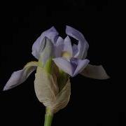 Iris Flower Opening And Dying Time Lapse