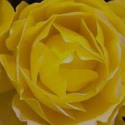 Rose Timelapse 4K