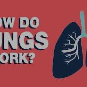 How Do Lungs Work Emma Bryce