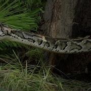 Python Vs Killer Toad 03 Music