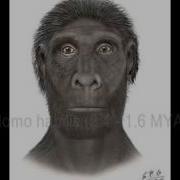 Human Evolution
