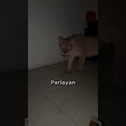 Adam Tuvalete Giderken Aslanlarla Karşılaştı