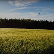 Поле с ветром ласточками и колокольчиками Счастливые летние моменты 4K Без петли