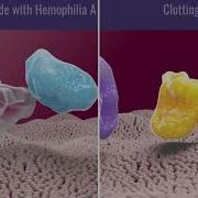 How Bispecific Antibody Treatment For Hemophilia Works