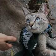 Shingeki No Neko