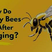 Why Do Honey Bees Die After Stinging